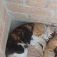 Gattina
