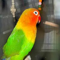 Inseparabile fisher opalino