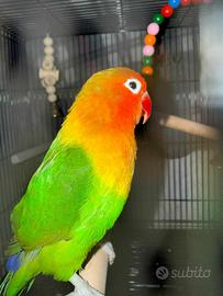 Inseparabile fisher opalino