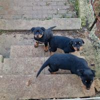 Cuccioli di rottweiler 70 giorni