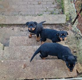 Cuccioli di rottweiler 70 giorni