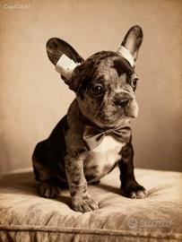 Cucciola di Bulldog Francese 