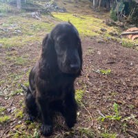 Cocker spaniel