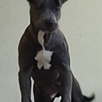 Ares dolcissimo cucciolo