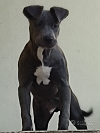 Ares dolcissimo cucciolo