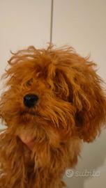 Barboncina FEM. Minitoy