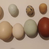 Uova di Avicoli puri e animali