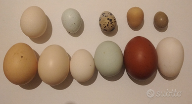 Uova di Avicoli puri e animali