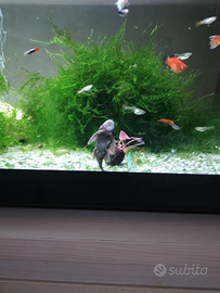 Pulitori ancistrus pesci