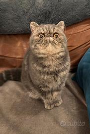 Stupendo gatto esotico