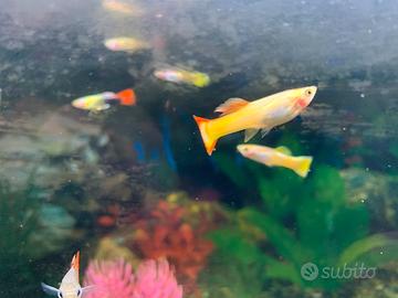 Guppy tropicali