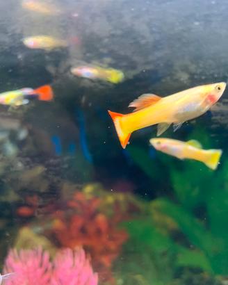 Guppy tropicali