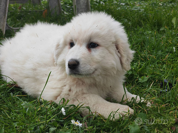 Pastore abruzzese di razza