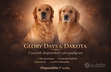 Cucciolo Golden Retriever