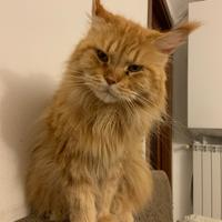 Gatta Adulta Maine Coon Sterilizzata