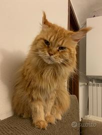 Gatta Adulta Maine Coon Sterilizzata