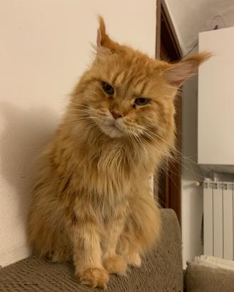 Gatta Adulta Maine Coon Sterilizzata