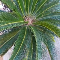 Cycas grande con vaso