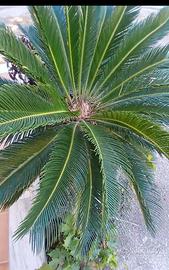 Cycas grande con vaso