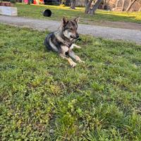 Cecoslovacco per monta