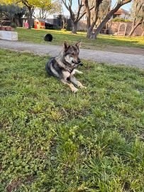 Cecoslovacco per monta