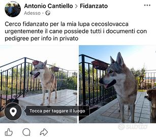 Lupo cecoslovacco
