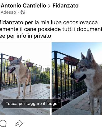 Lupo cecoslovacco