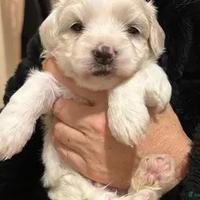 Incrocio Maltipoo