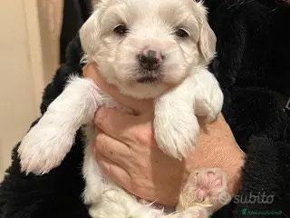 Incrocio Maltipoo