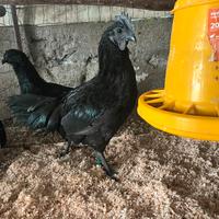 Ayam Cemani