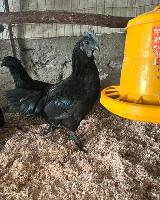 Ayam Cemani