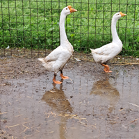 Oche cignoidi bianche