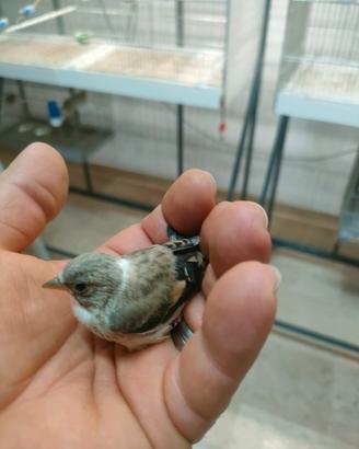 Cardellina