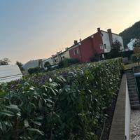 Giardini e potature taglio siepi marco matteo