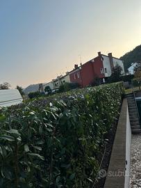 Giardini e potature taglio siepi marco matteo