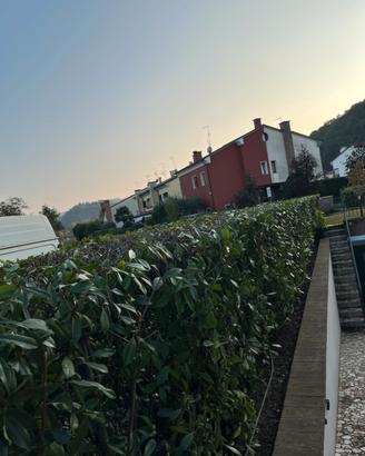 Giardini e potature taglio siepi marco matteo 40€⏰