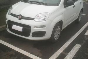 Panda pandina