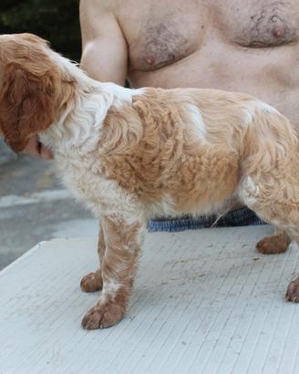 Cuccioli Breton