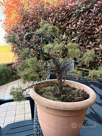 Bonsai picea glauca