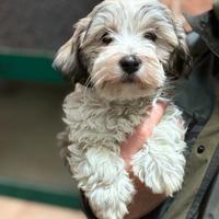 Mix Maltese