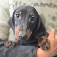 Bassotti cuccioli