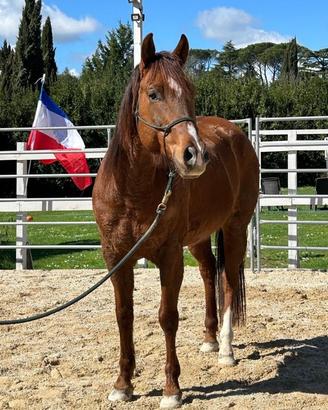 Cavallo