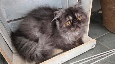 Cucciola persiana ipertipica femmina