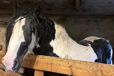 Cavallo Gipsy Vanner