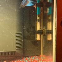 Pesce pulitore tropicale