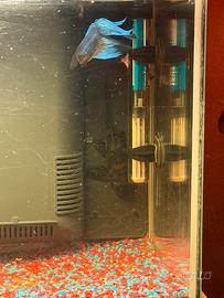 Pesce pulitore tropicale