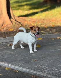 Jack Russel per accoppiamento