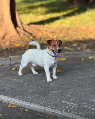 Jack Russel per accoppiamento