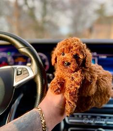 Barboncini cuccioli Red mini toy 80 giorni