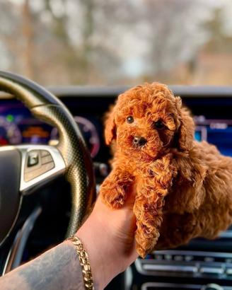 Barboncini cuccioli Red mini toy 80 giorni